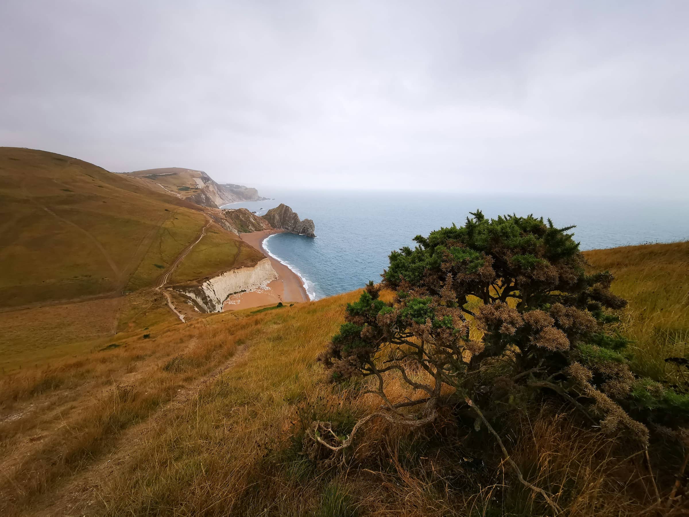 A lone tree on a grassy headland above the Atlantic, weather coming in.